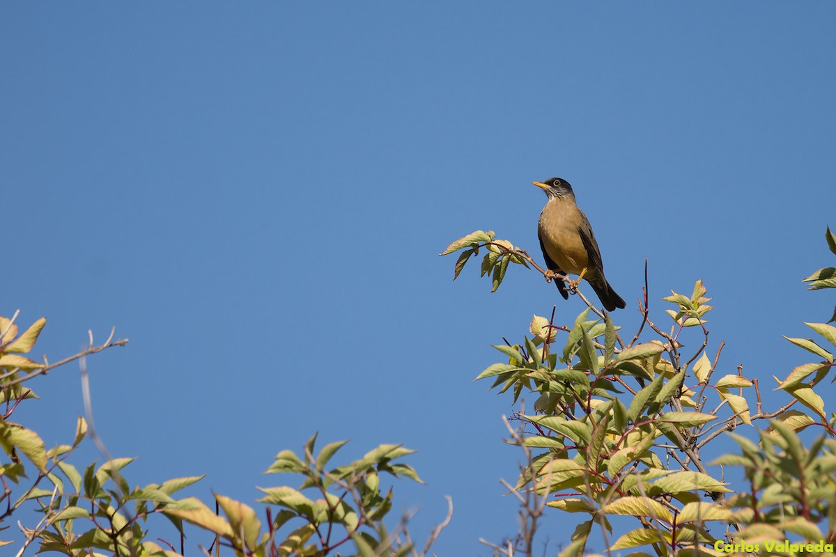 Austral Thrush - ML621347988