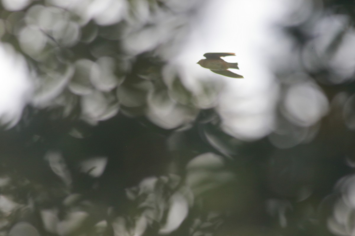 Cave Swallow (Caribbean) - ML621348005