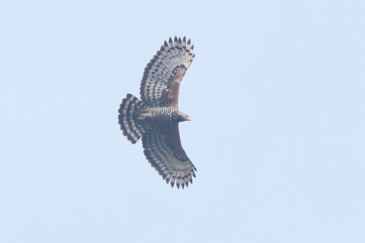 Crowned Eagle - ML621348060