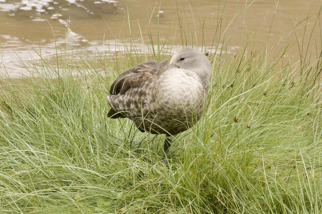 Blue-winged Goose - Ted Burkett