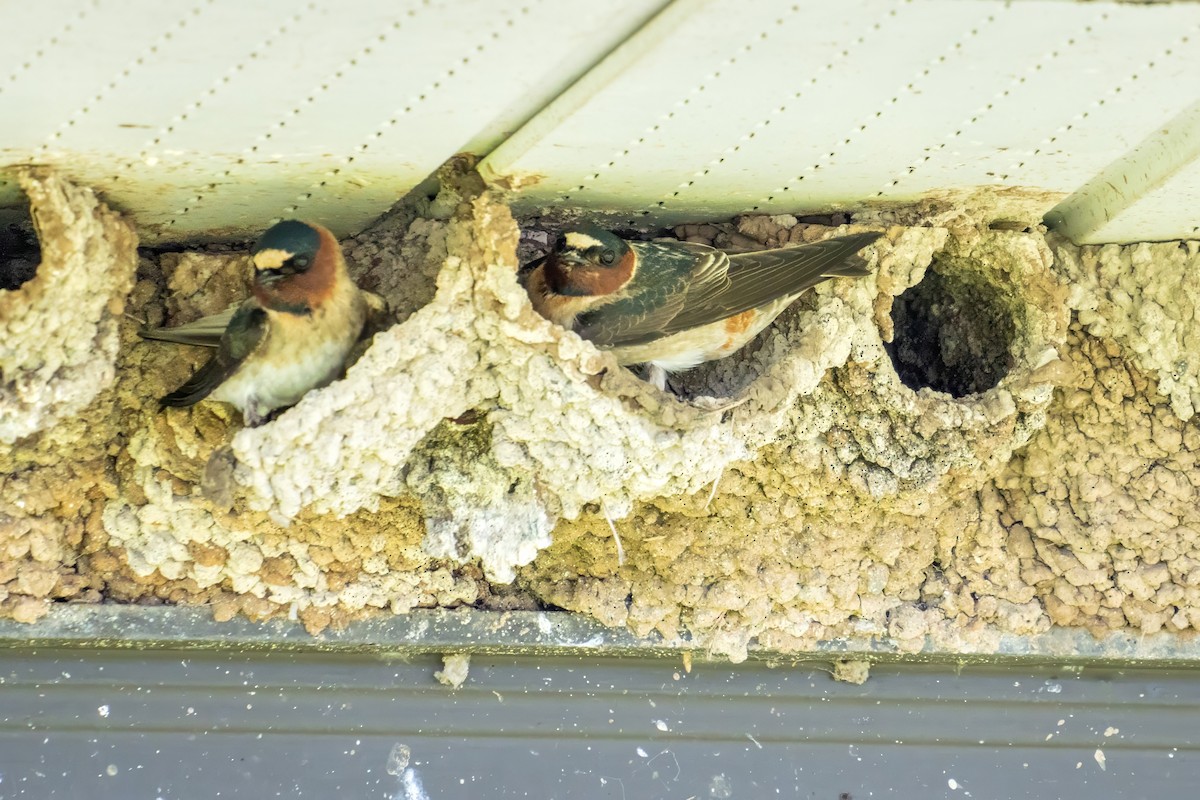 Cliff Swallow - ML621348066