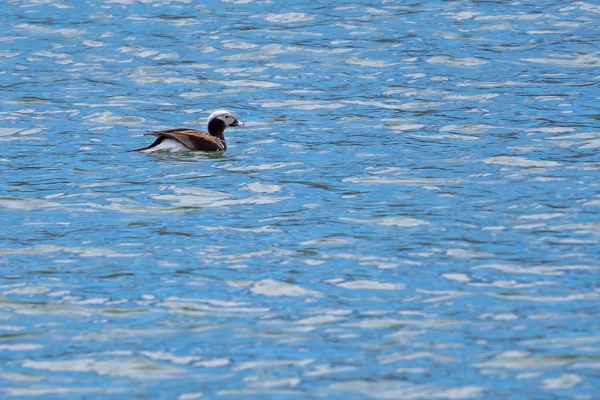 Long-tailed Duck - Roger Roy