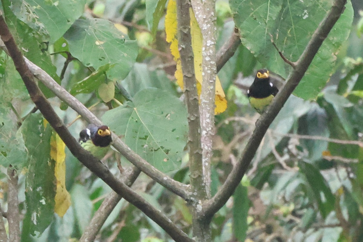 Yellow-billed Barbet (Eastern) - ML621348113