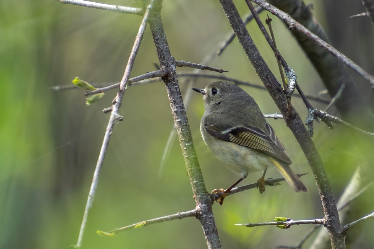 Ruby-crowned Kinglet - ML621348140