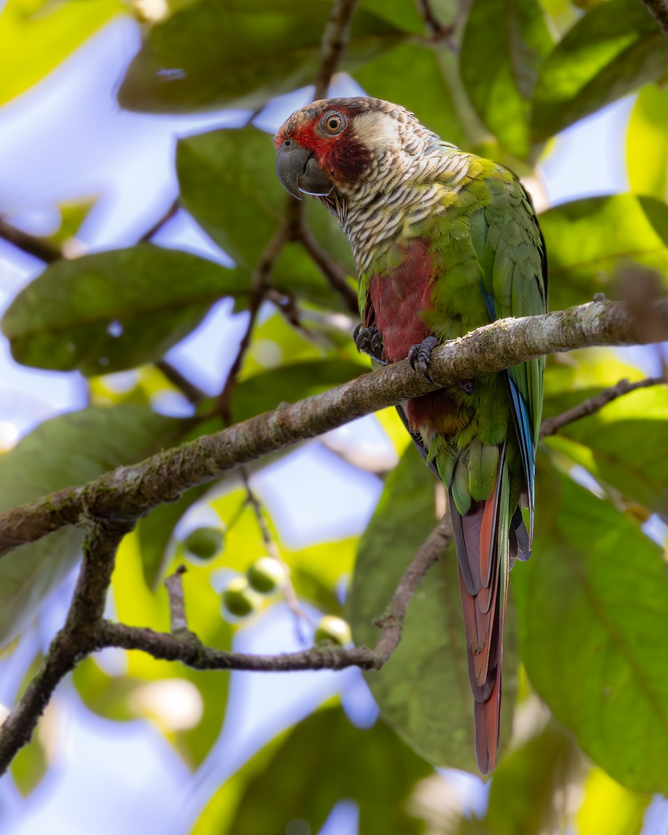 Subandean Parakeet (Azuero) - ML621348213