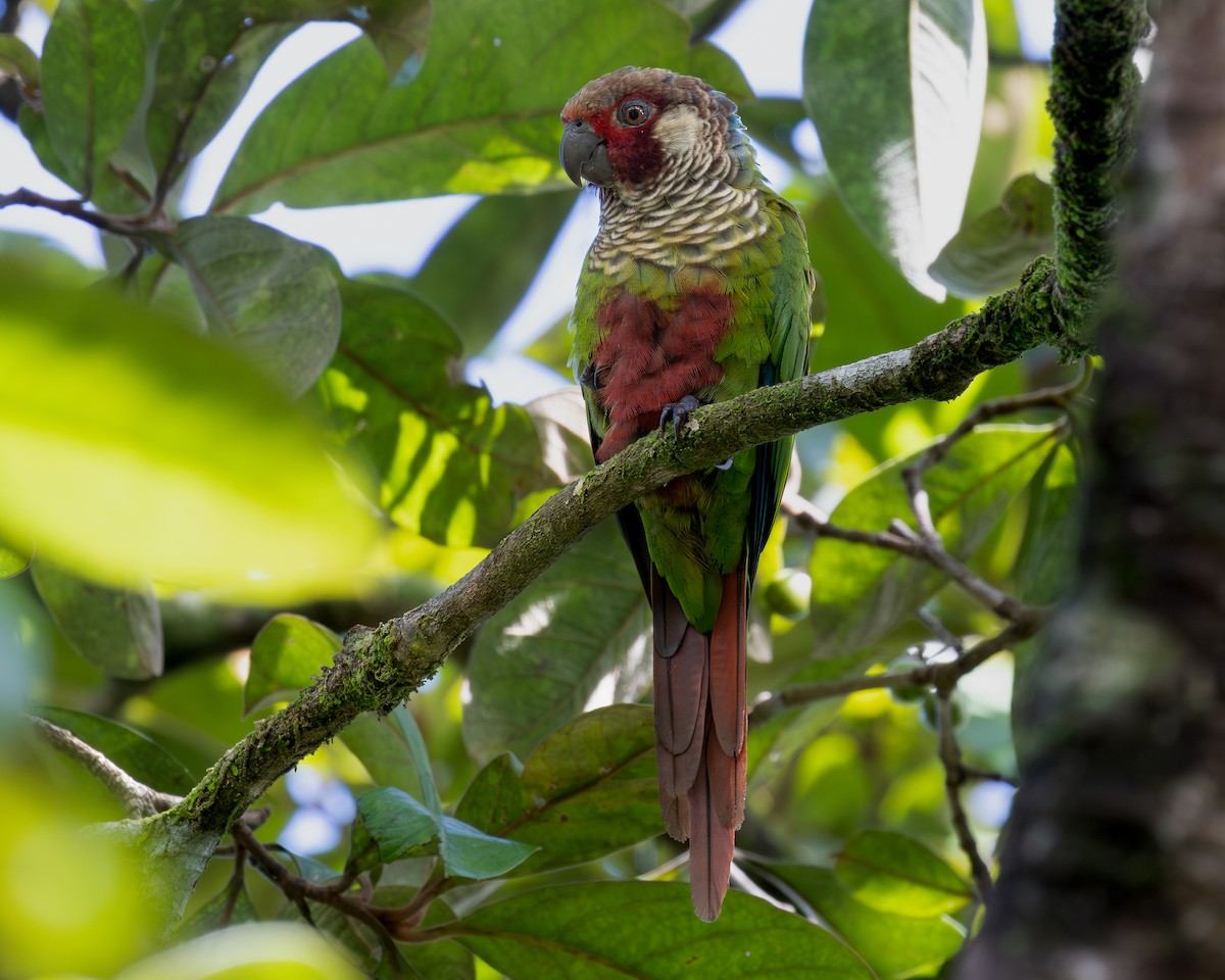Subandean Parakeet (Azuero) - ML621348237