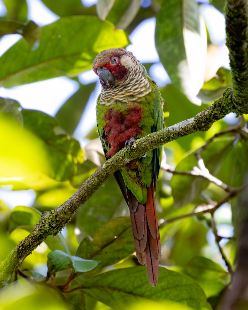 Subandean Parakeet (Azuero) - ML621348260