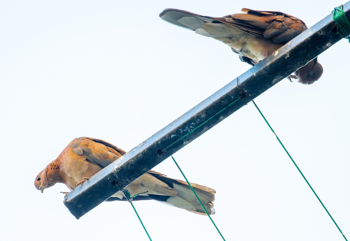 Өөдсөн хүүрзгэнэ - ML621348353