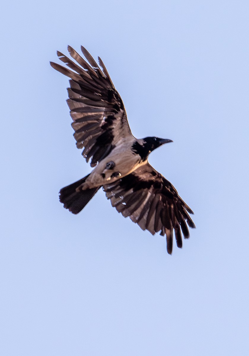 Саарал хэрээ - ML621348364