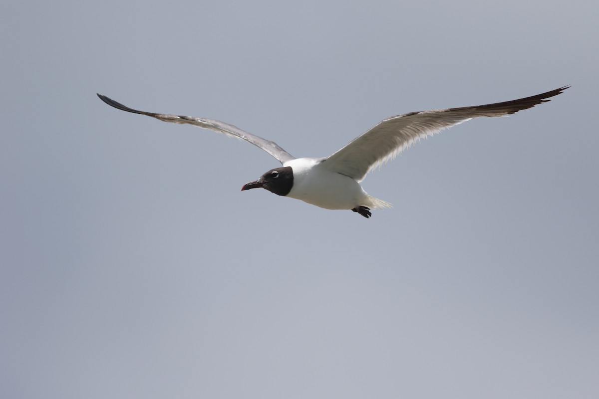 Laughing Gull - Richard Stanton