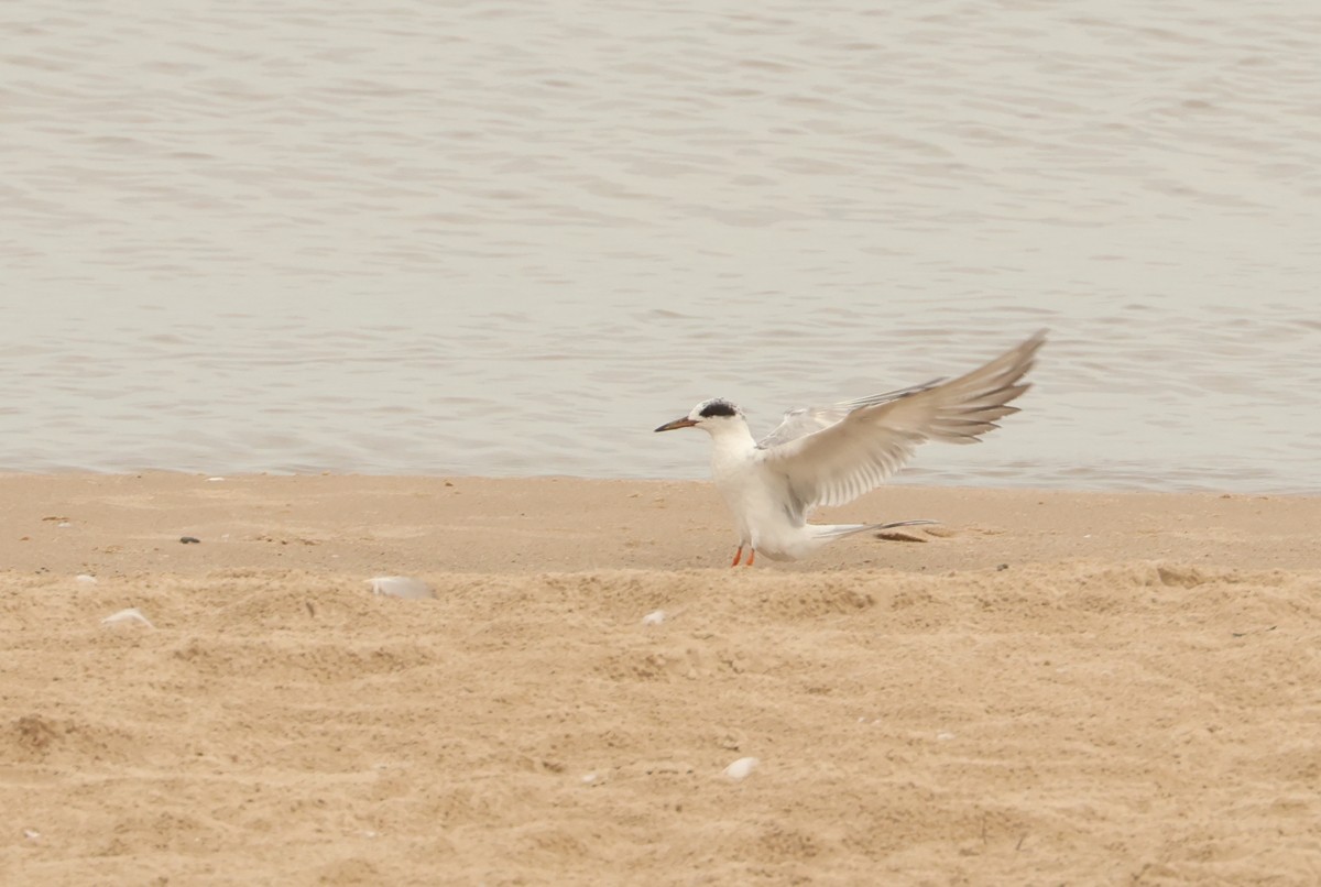 Forster's Tern - ML621348392