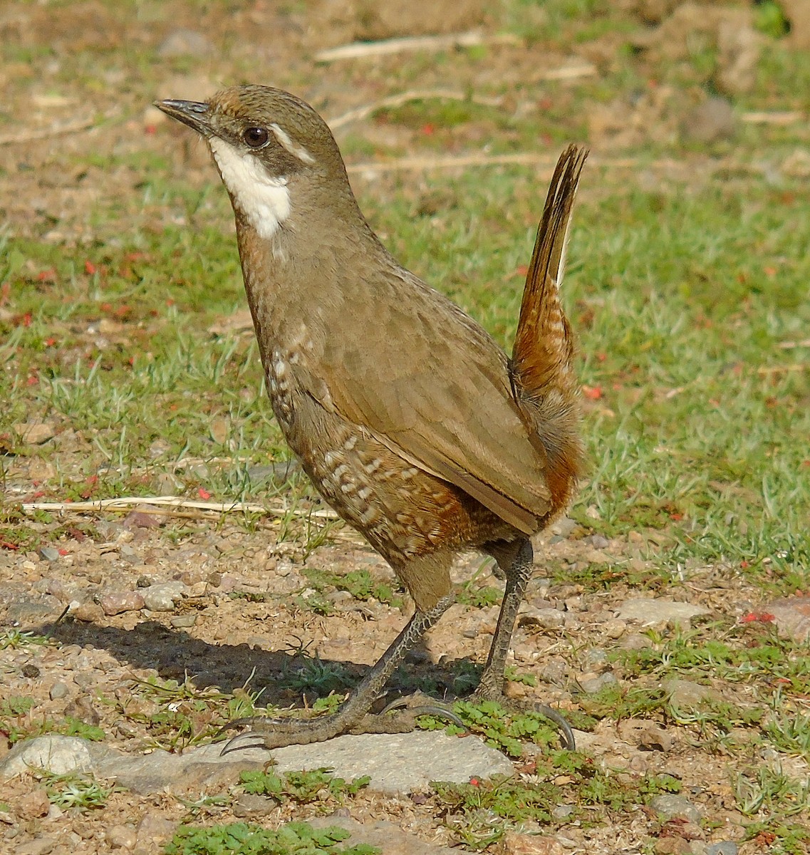 Weißbarttapaculo - ML621348402