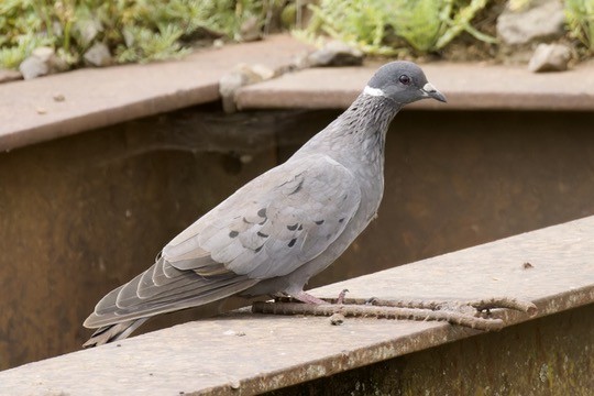 White-collared Pigeon - ML621348404