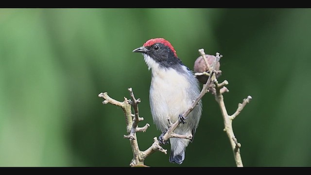 Scarlet-backed Flowerpecker - eBird