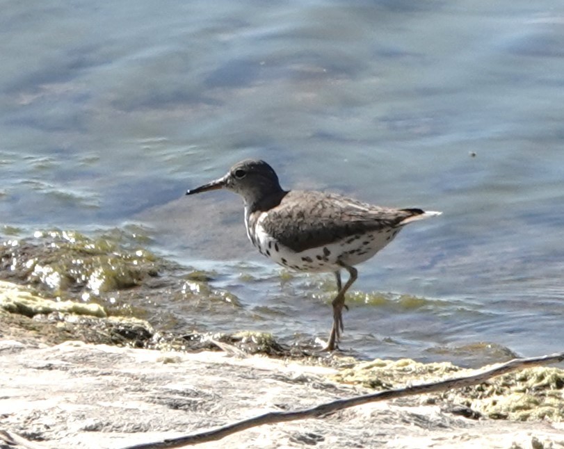 Spotted Sandpiper - ML621348625