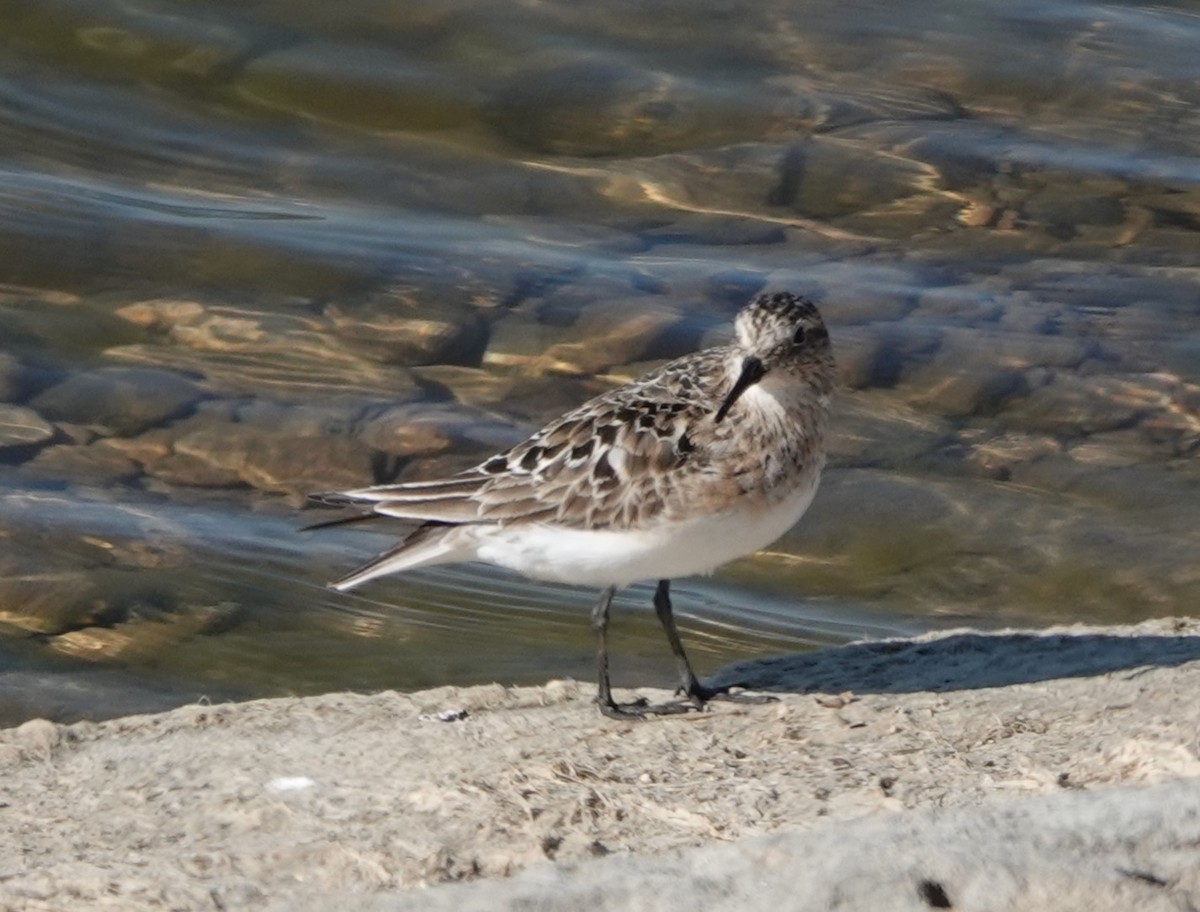 Baird's Sandpiper - ML621348635