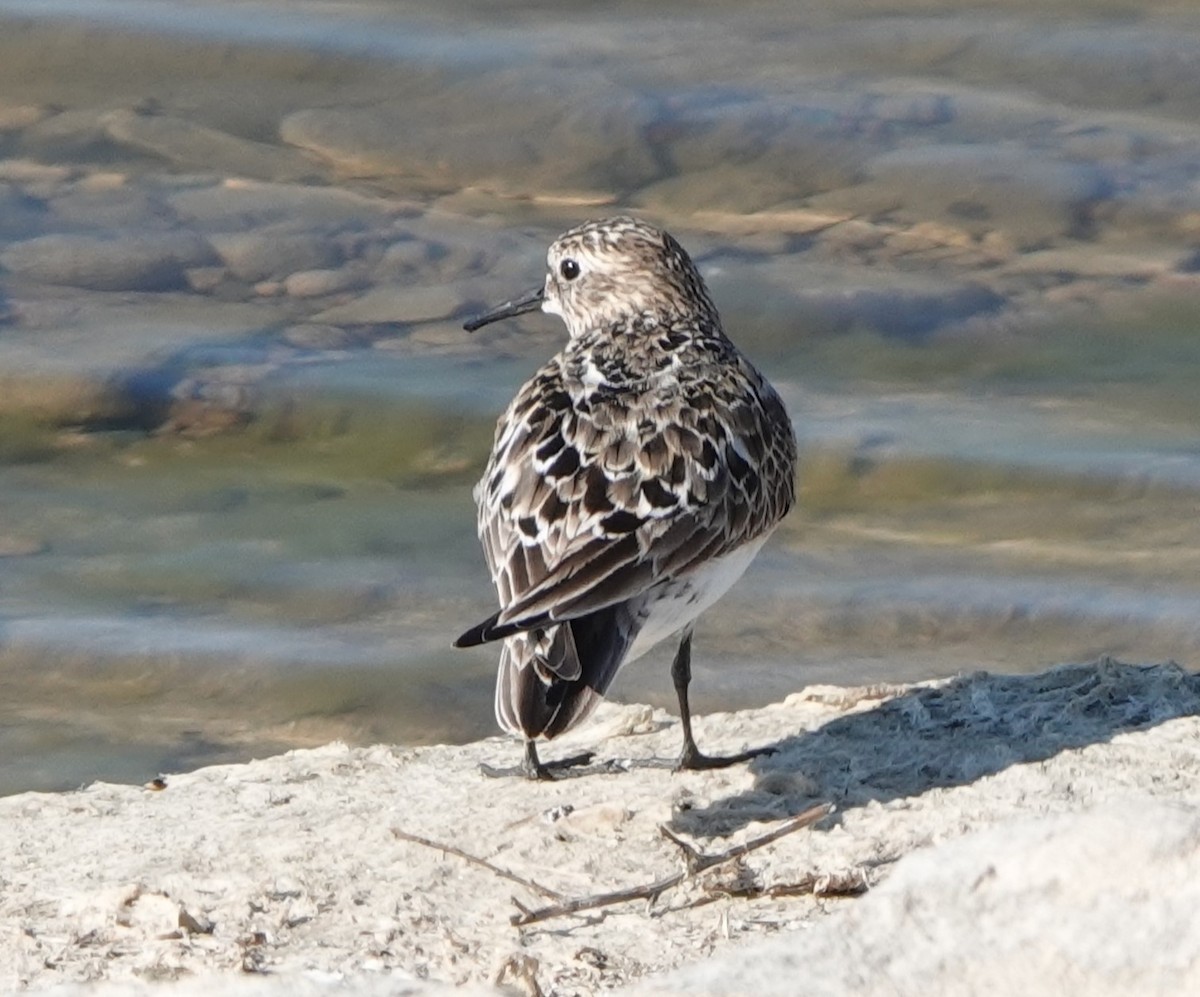 Baird's Sandpiper - ML621348636