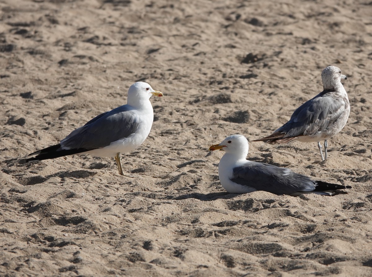 Gaviota Californiana - ML621348650