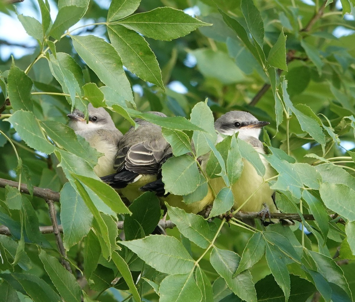 Western Kingbird - ML621348664