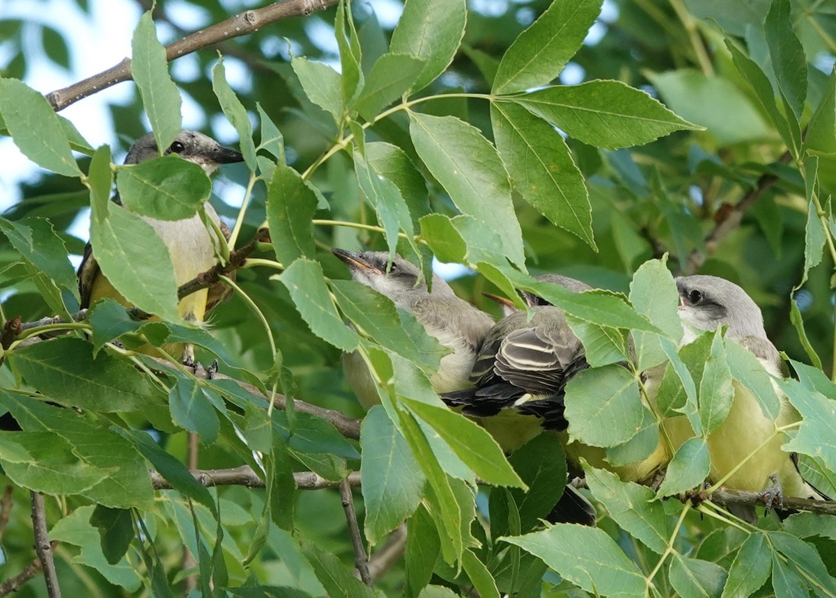 Western Kingbird - Cynthia Cestkowski