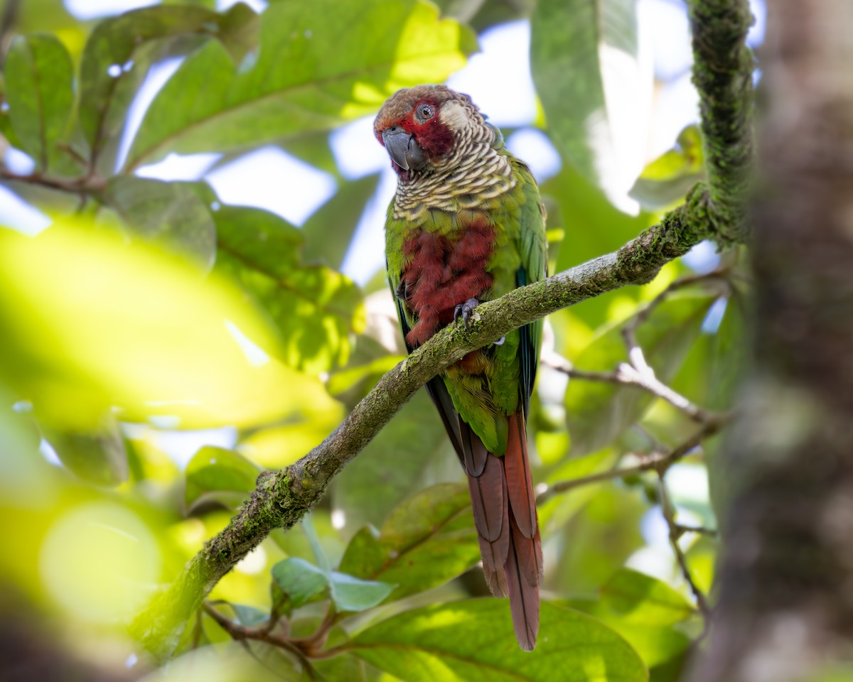 Subandean Parakeet (Azuero) - ML621348674