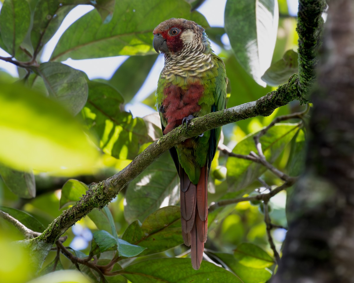 Subandean Parakeet (Azuero) - ML621348676