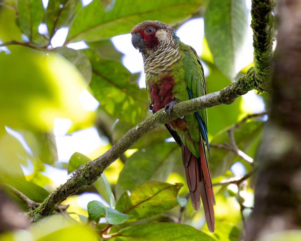 Painted Parakeet (Azuero) - ML621348677