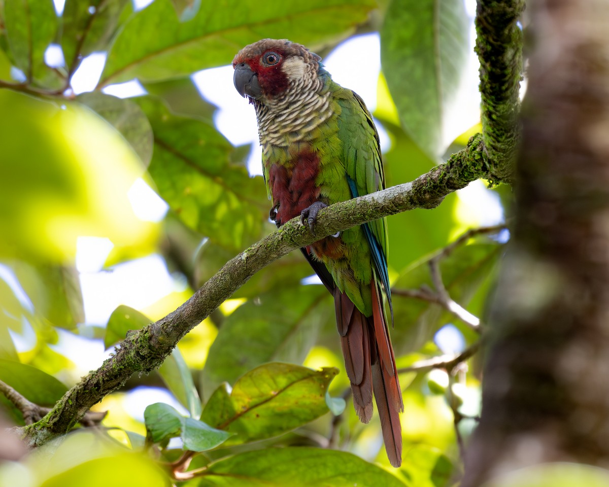 Subandean Parakeet (Azuero) - ML621348678