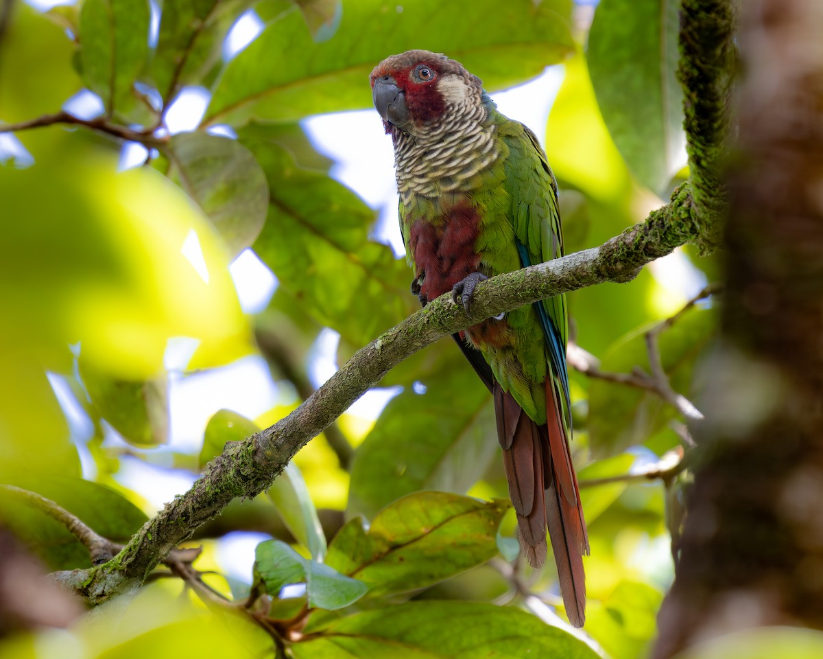Subandean Parakeet (Azuero) - ML621348679