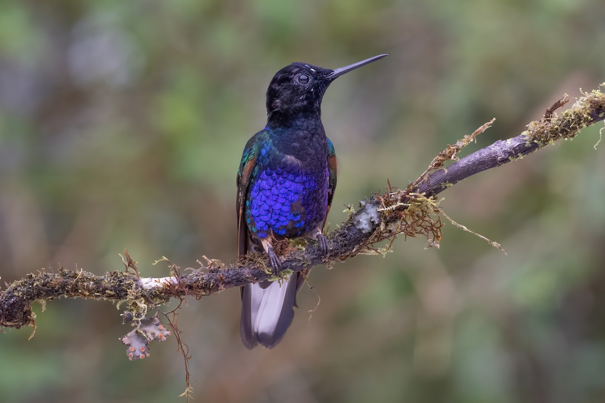 Velvet-purple Coronet - Peggy Steffens