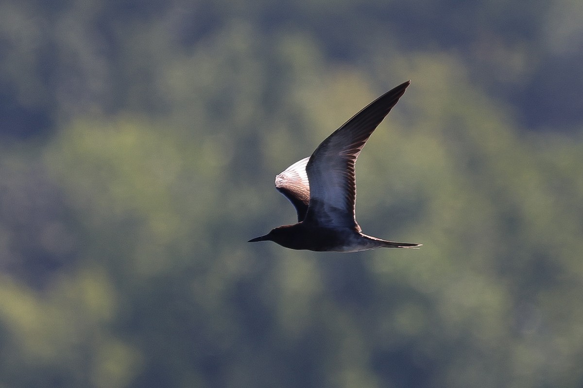 Sooty Tern - Victor Stoll