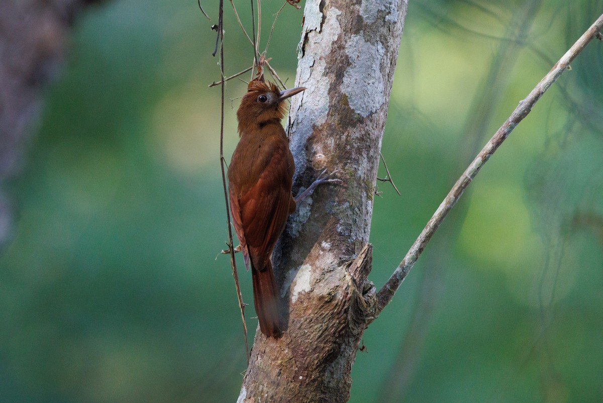 Ruddy Woodcreeper - ML621348835