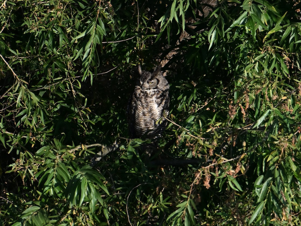 Great Horned Owl - ML621348988