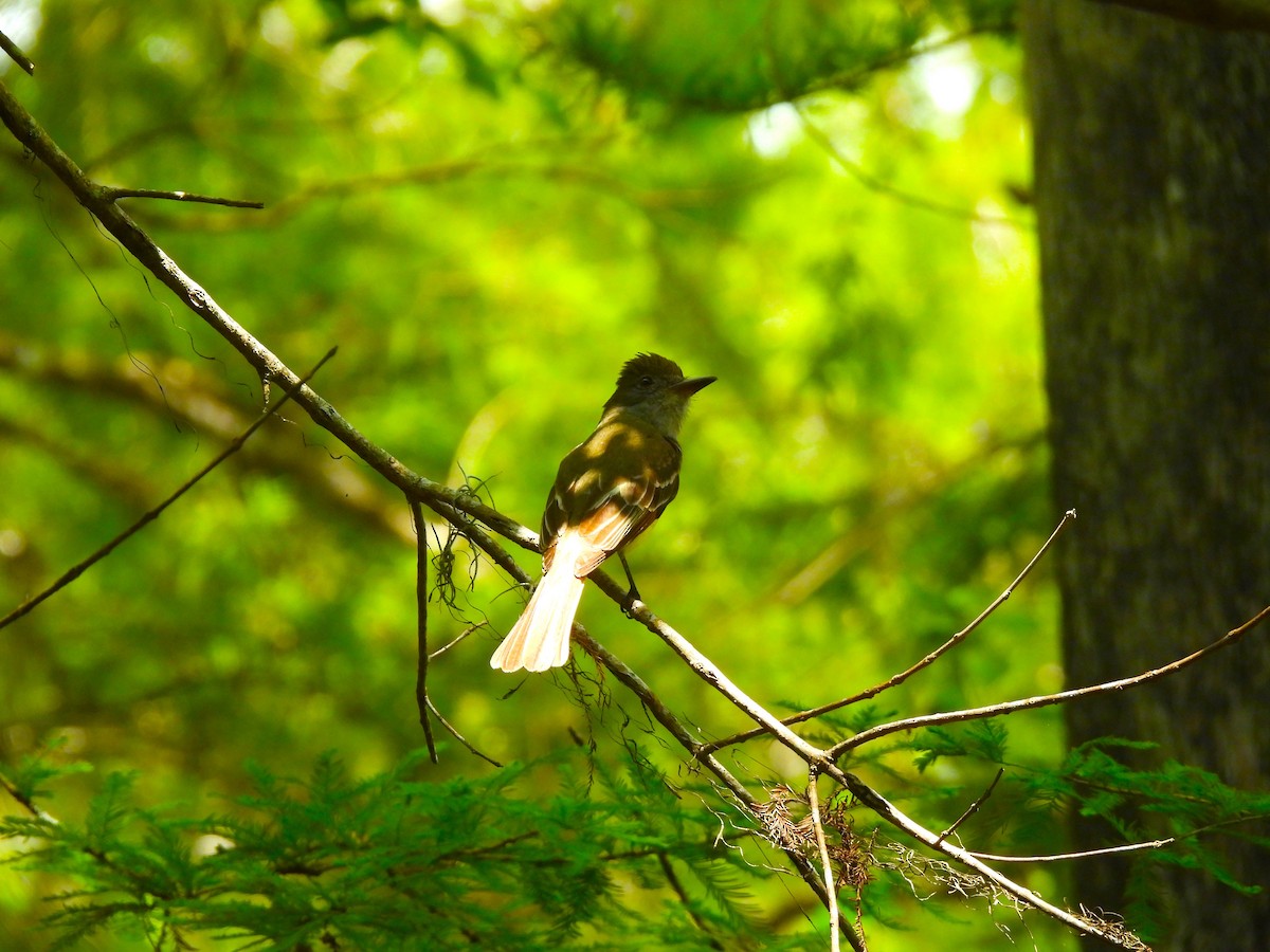 Great Crested Flycatcher - ML621348994