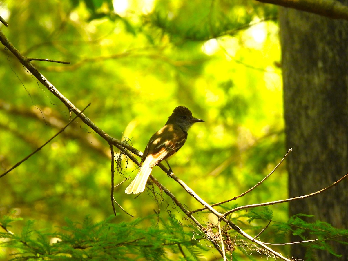 Great Crested Flycatcher - ML621349012