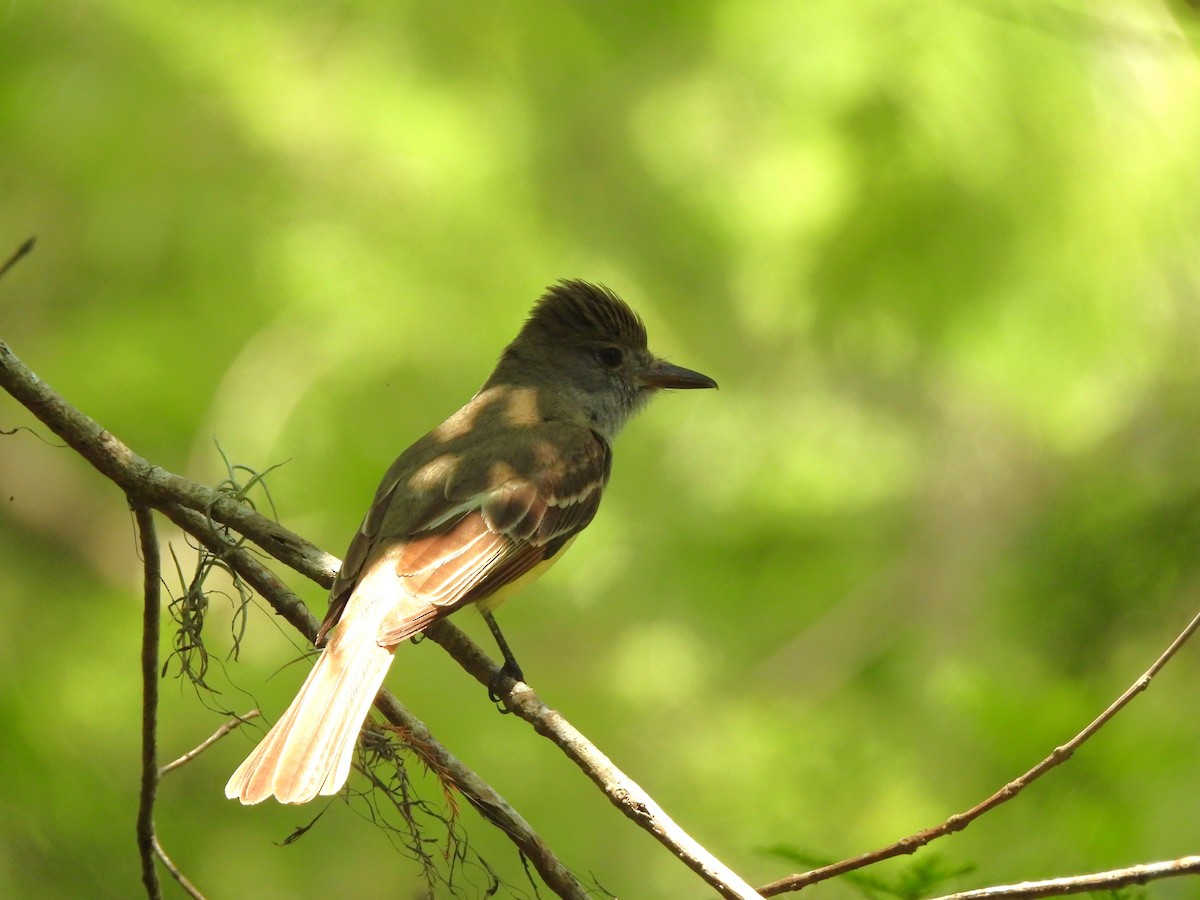 Great Crested Flycatcher - ML621349040