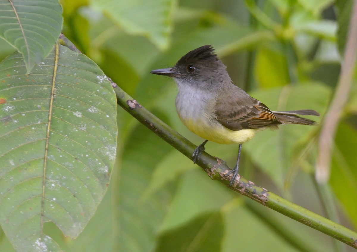 Dusky-capped Flycatcher - Carlos Alberto Ramírez