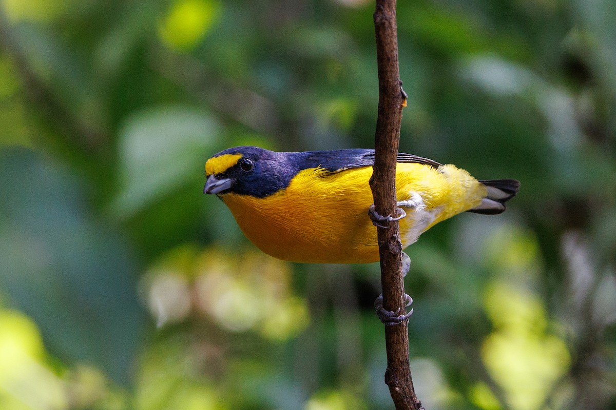 Yellow-throated Euphonia - ML621349170