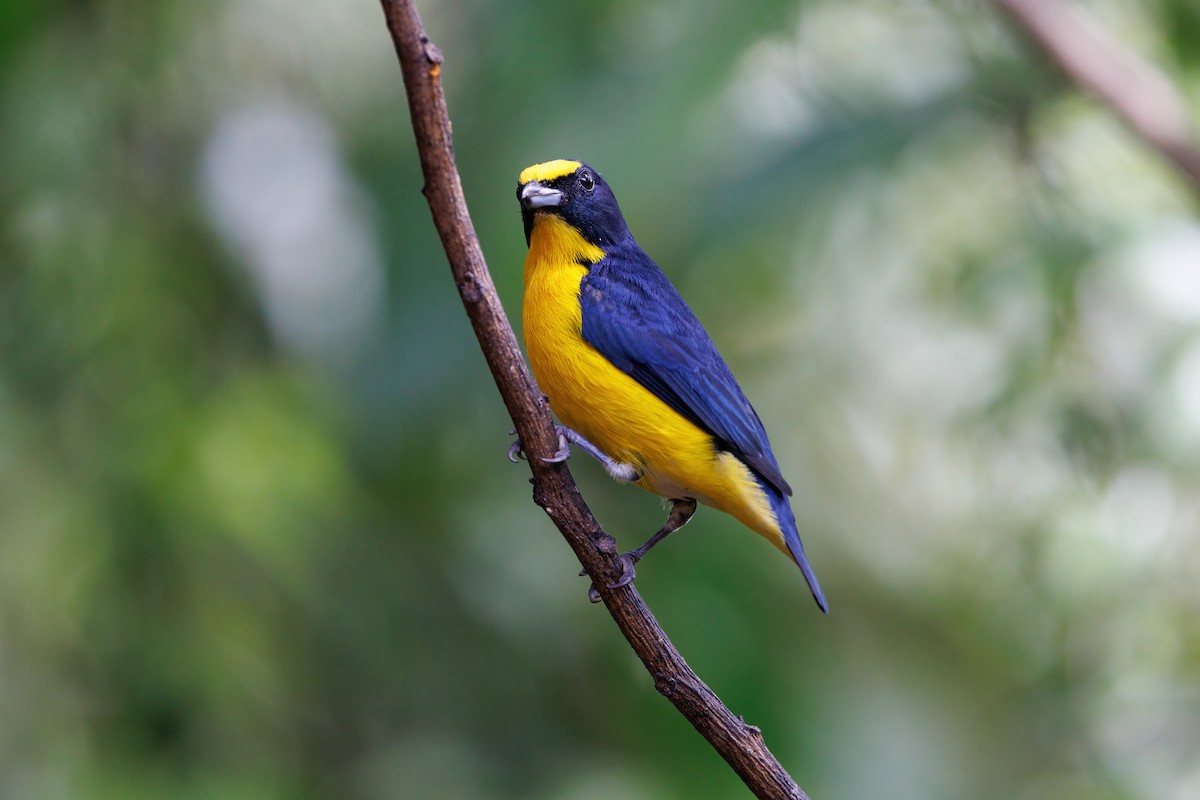Yellow-throated Euphonia - ML621349171
