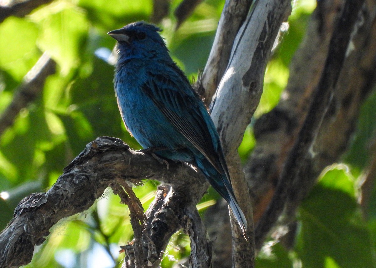 Indigo Bunting - ML621349255