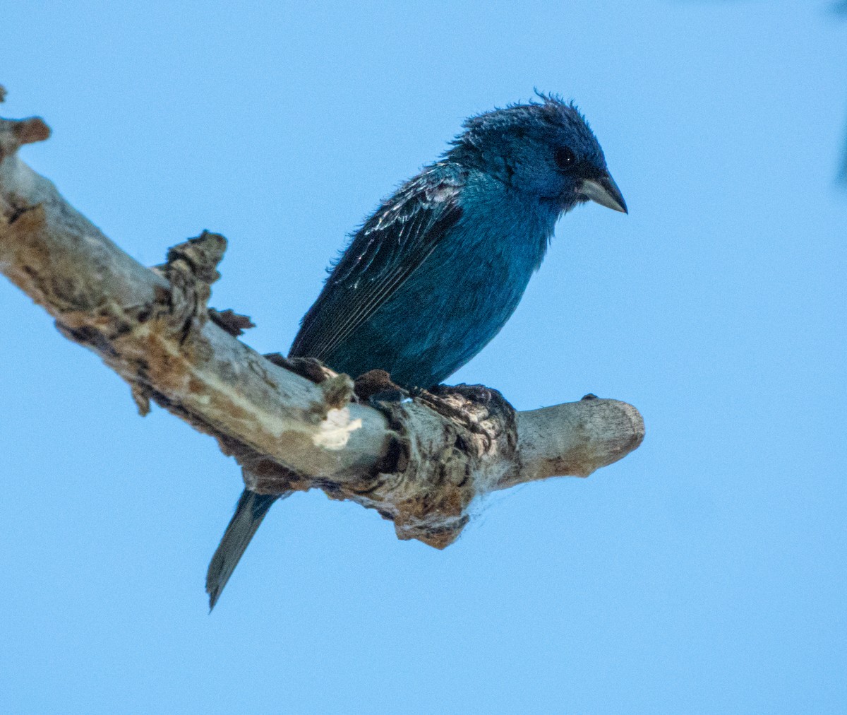 Indigo Bunting - Nancy Eckardt