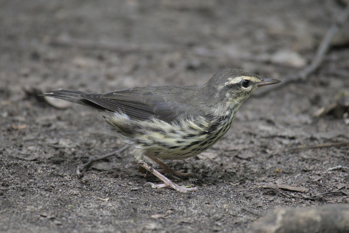 Northern Waterthrush - ML621349429