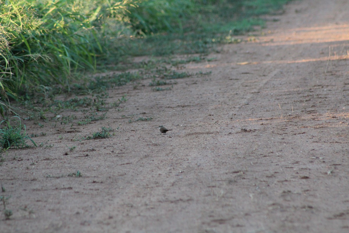 Canyon Wren - ML621349440