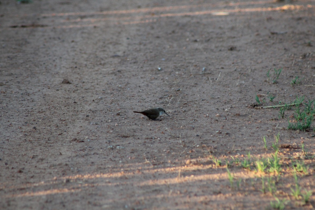 Canyon Wren - ML621349442