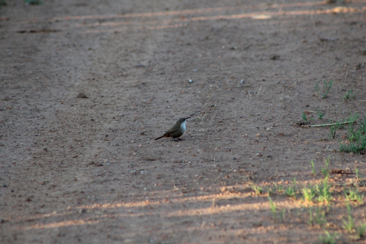 Canyon Wren - ML621349443