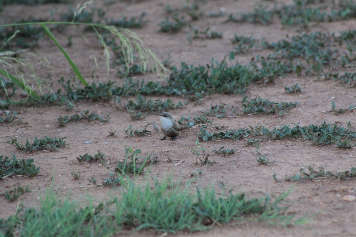 Canyon Wren - ML621349444