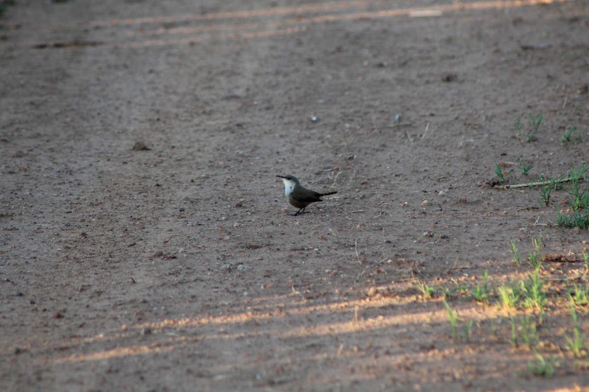 Canyon Wren - Cheyenne Gonzales