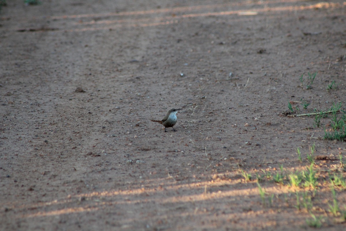 Canyon Wren - ML621349446