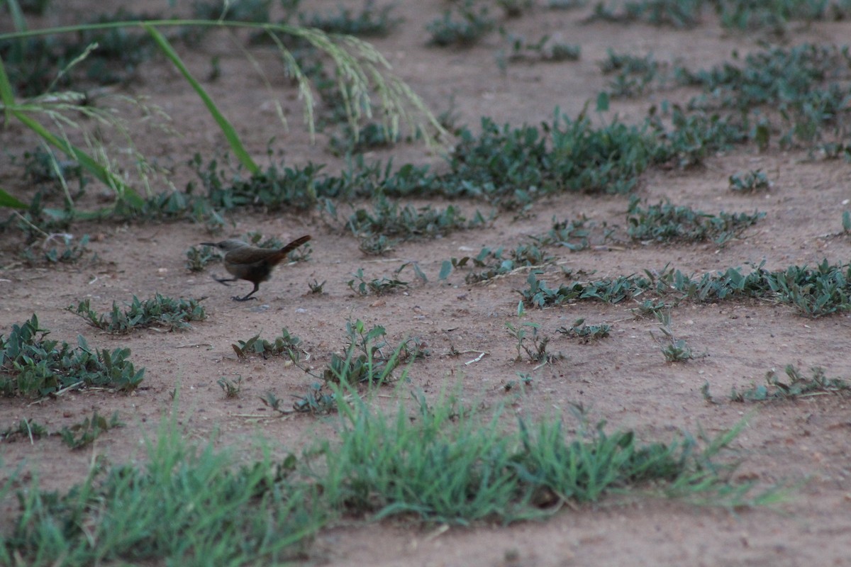 Canyon Wren - ML621349447