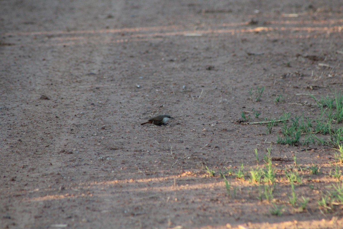 Canyon Wren - Cheyenne Gonzales